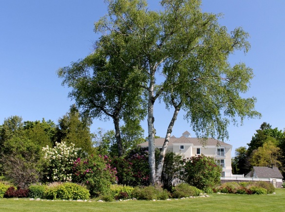 The backyard of the Summer House Suites is a garden of birch trees and lilacs.