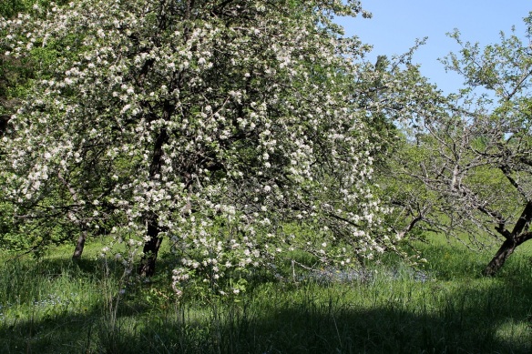 For an added special experience, stroll down to the back of the property and out past the apple orchard . . .