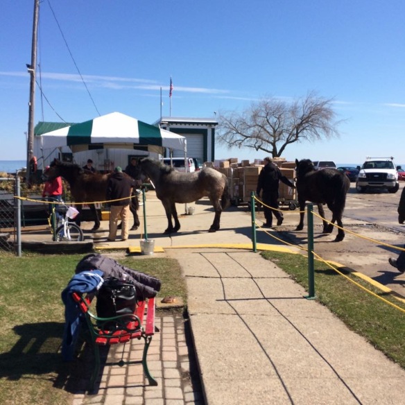 Horses have been arriving for weeks now - these loading onto a ferry from St. Ignace. (Photo: Kellie Lawrence)