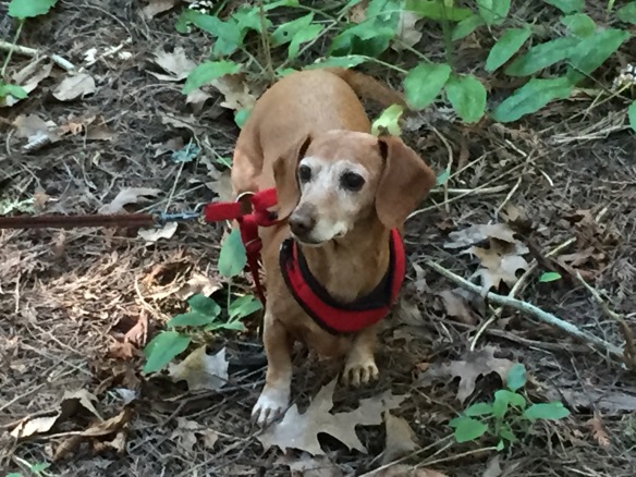 Little Maddie in the woods. Her hearing isn't what it used to be, but that nose of hers is still going strong.