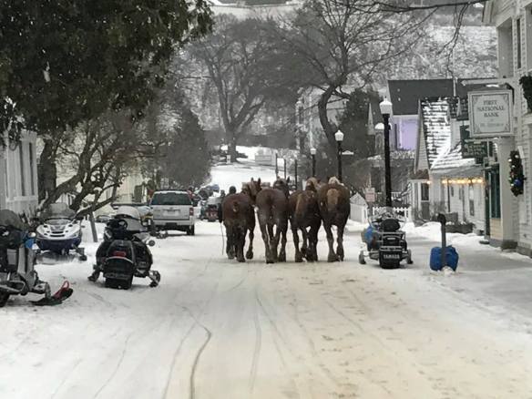 Horses brought to the island to handle the extra holiday business are led down Market Street toward the ferry docks. They will return to their winter home in Pickford.